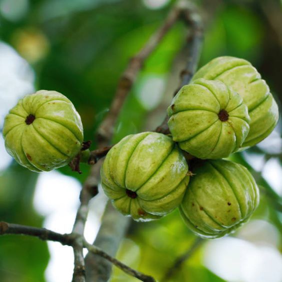 Garcinia cambogia extracto